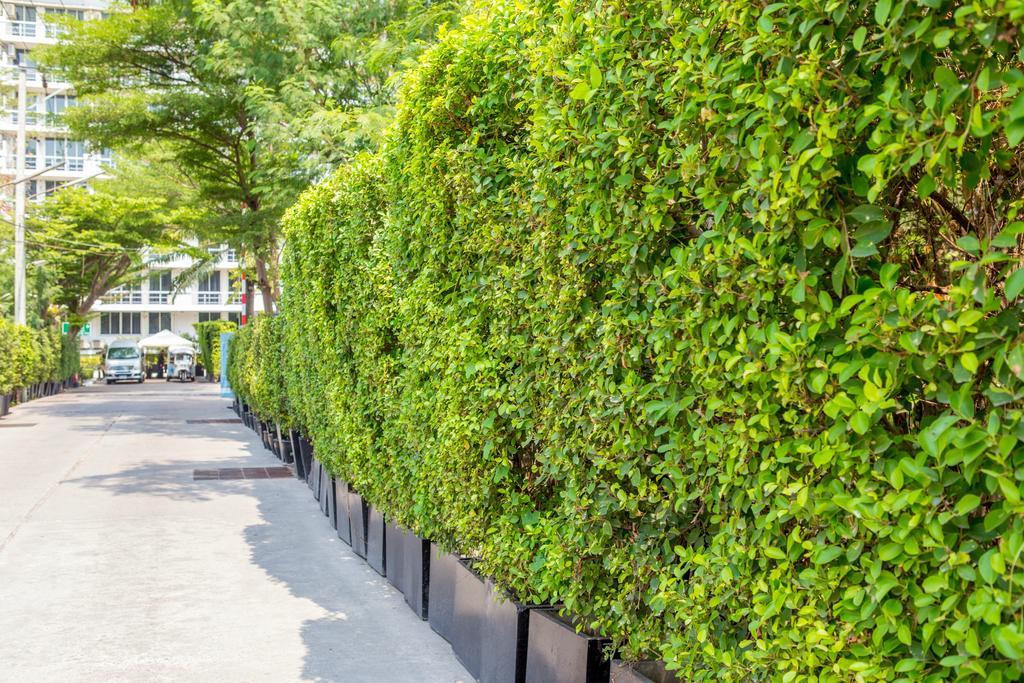 The Capital Resort @ Sukhumvit 50 Bangkok Exterior foto A hedge